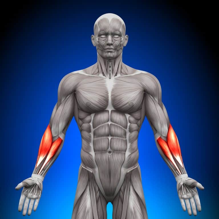 Forearm Workouts: How to Get Your Forearm Pumped - Vaxxen Labs, Inc.